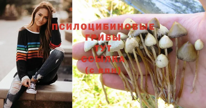 закладка  Нижняя Тура  Галлюциногенные грибы Psilocybe 